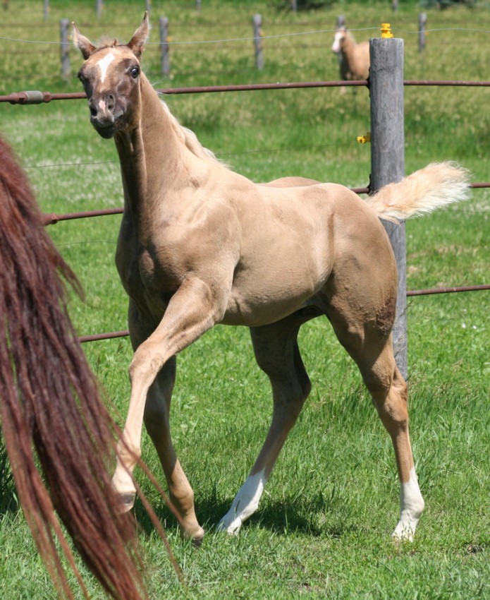 to Carri Jones Halter Horses!